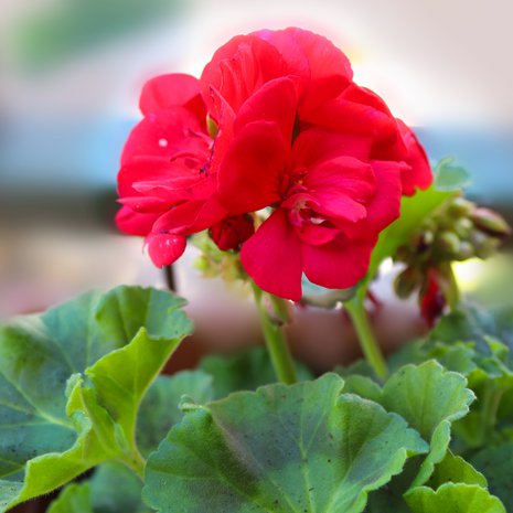 Pelargoni voi talvella kadottaa kauneutensa, mutta herätä ihanaan kukkaloistoon taas ensi kesänä.