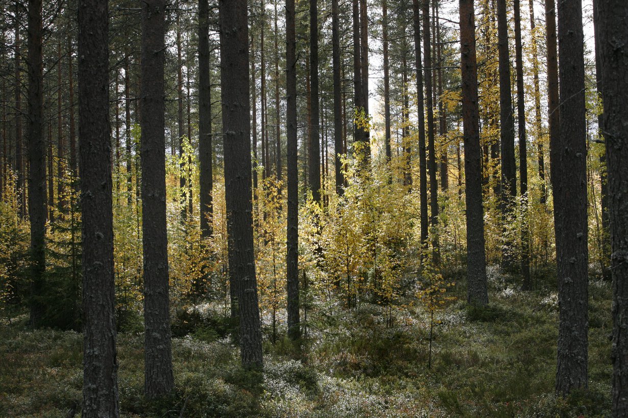 Jo luontokuvien katsominen tekee hyvää, mutta parhaiten luonto toimii paikan päällä koettuna.