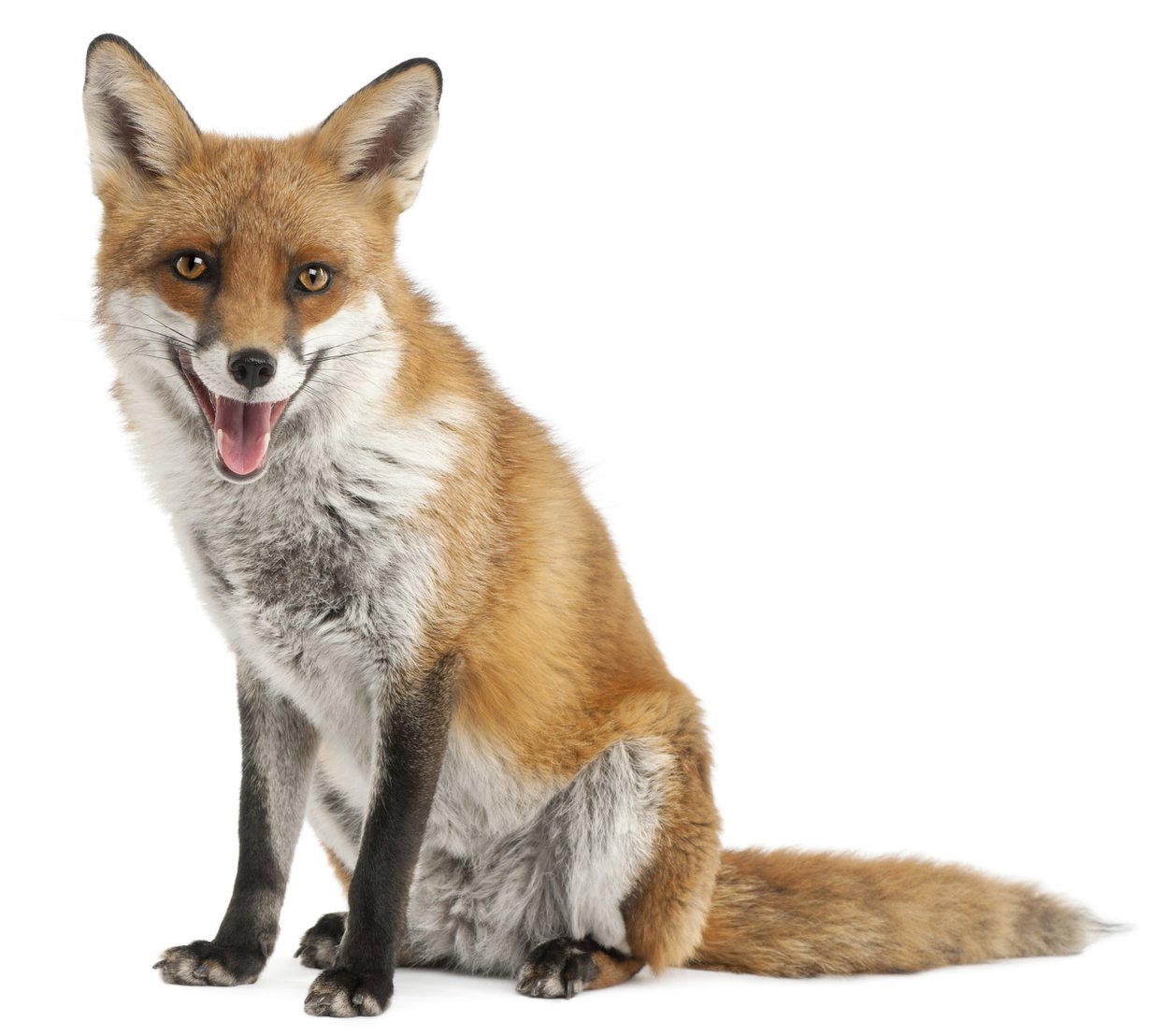Oletko koskaan nähnyt ketun jätöksiä? Kuva: Shutterstock