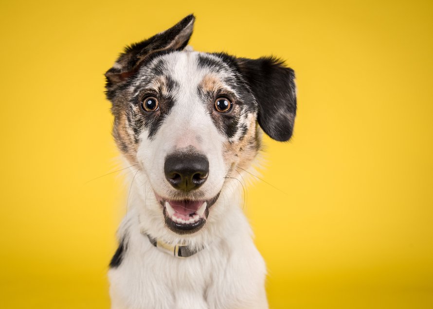 Koira on sosiaalinen eläin, joka viihtyy parhaiten seurassa. Joskus sille pitää kuitenkin antaa omaa rauhaa. Kuva: <span class="photographer">Shutterstock</span>