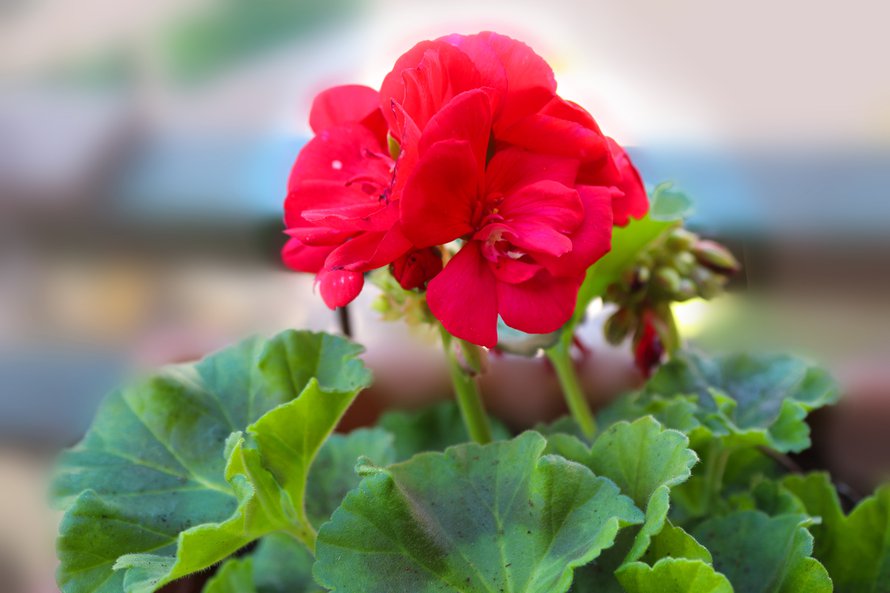 Pelargoni voi talvella kadottaa kauneutensa, mutta herätä ihanaan kukkaloistoon taas ensi kesänä.