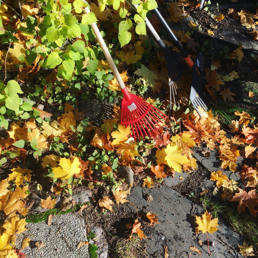 Näyttääkö siltä, että joku on tästä jo haravoinut? Vaikea sanoa.