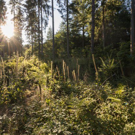 Maanomistajan lupa riittää tuhkien sirottelemiseen, jos ei halua muistomerkkiä.