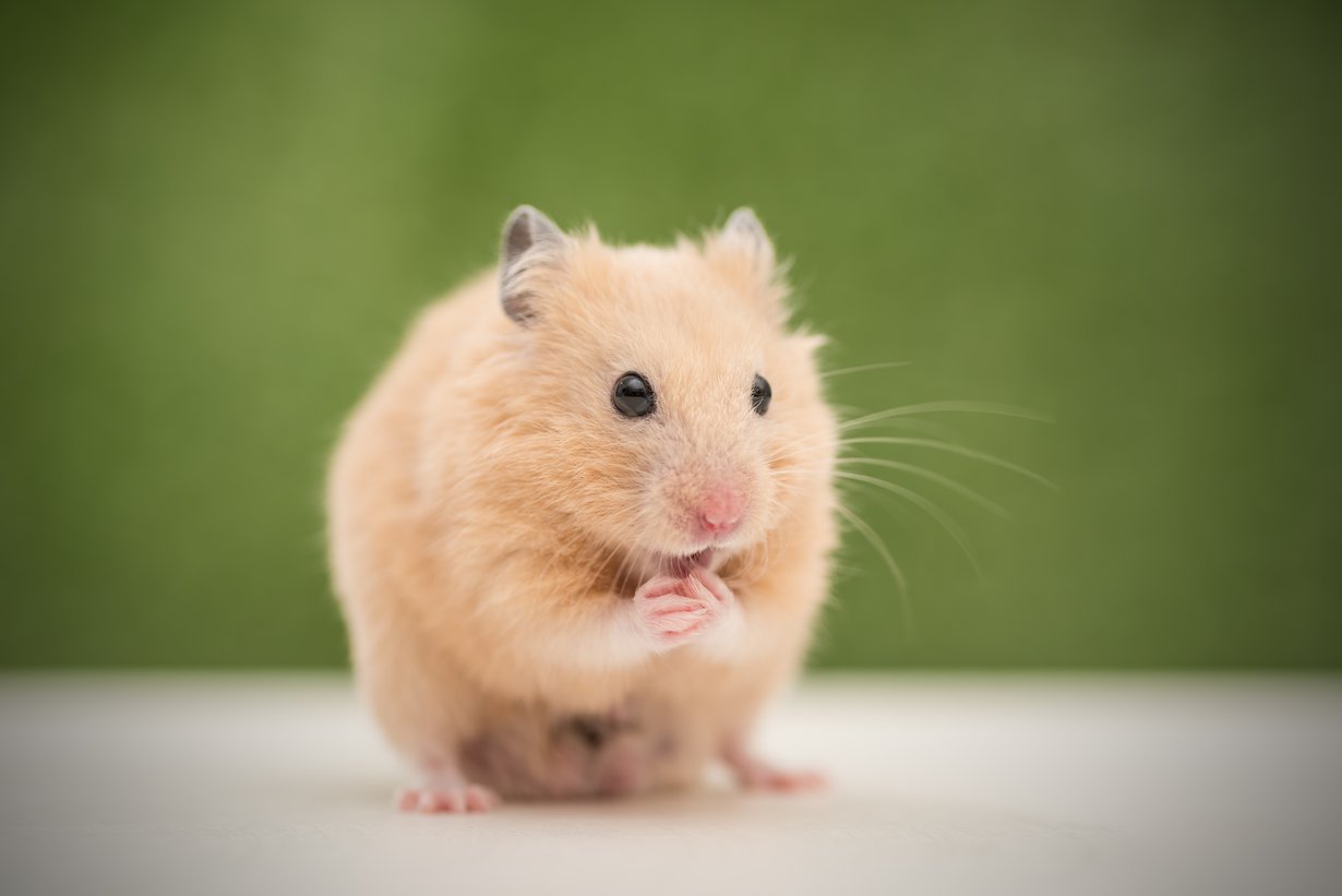 Älä huoli, vaikka tuntisit itsesi varsinaiseksi hamsteriksi: Tavarasta luopumista voi myös harjoitella.