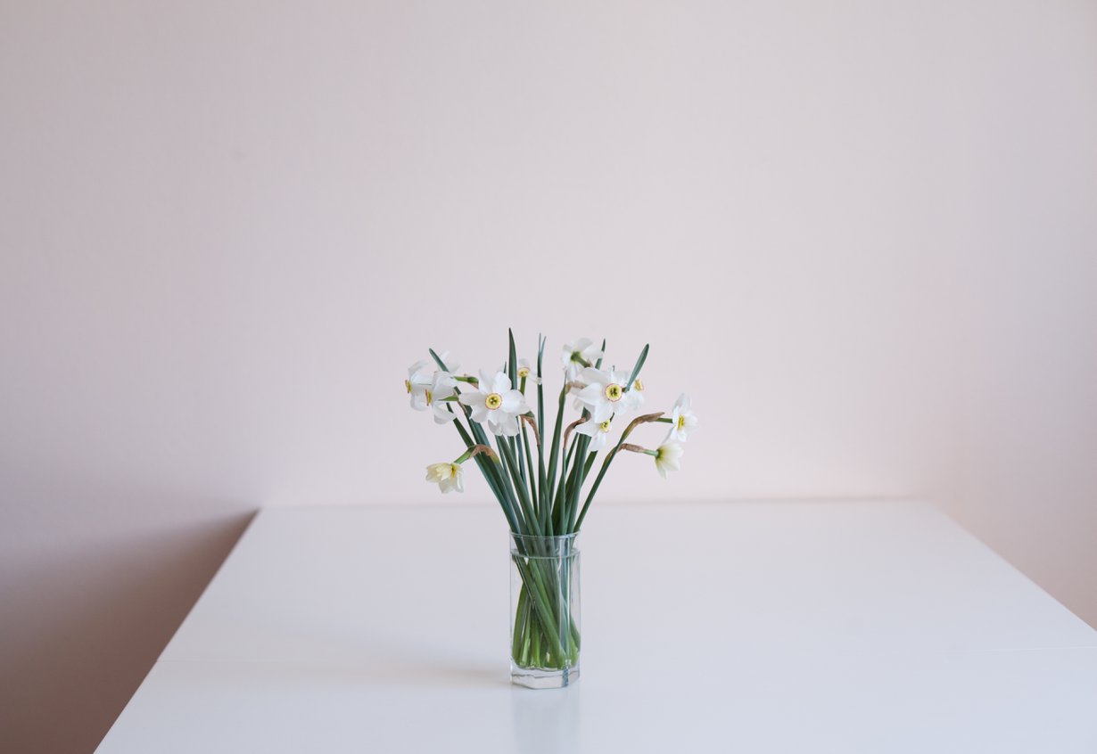 Kuka on kedon kaunein kukkanen? Narsisti tietenkin. Kuva: Shutterstock