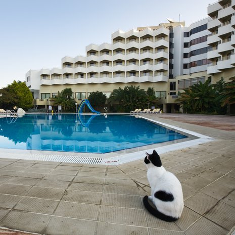 Katsos, sama kulkukissa kuin viime vuonnakin! Kuva: <span class="photographer">Shutterstock</span>
