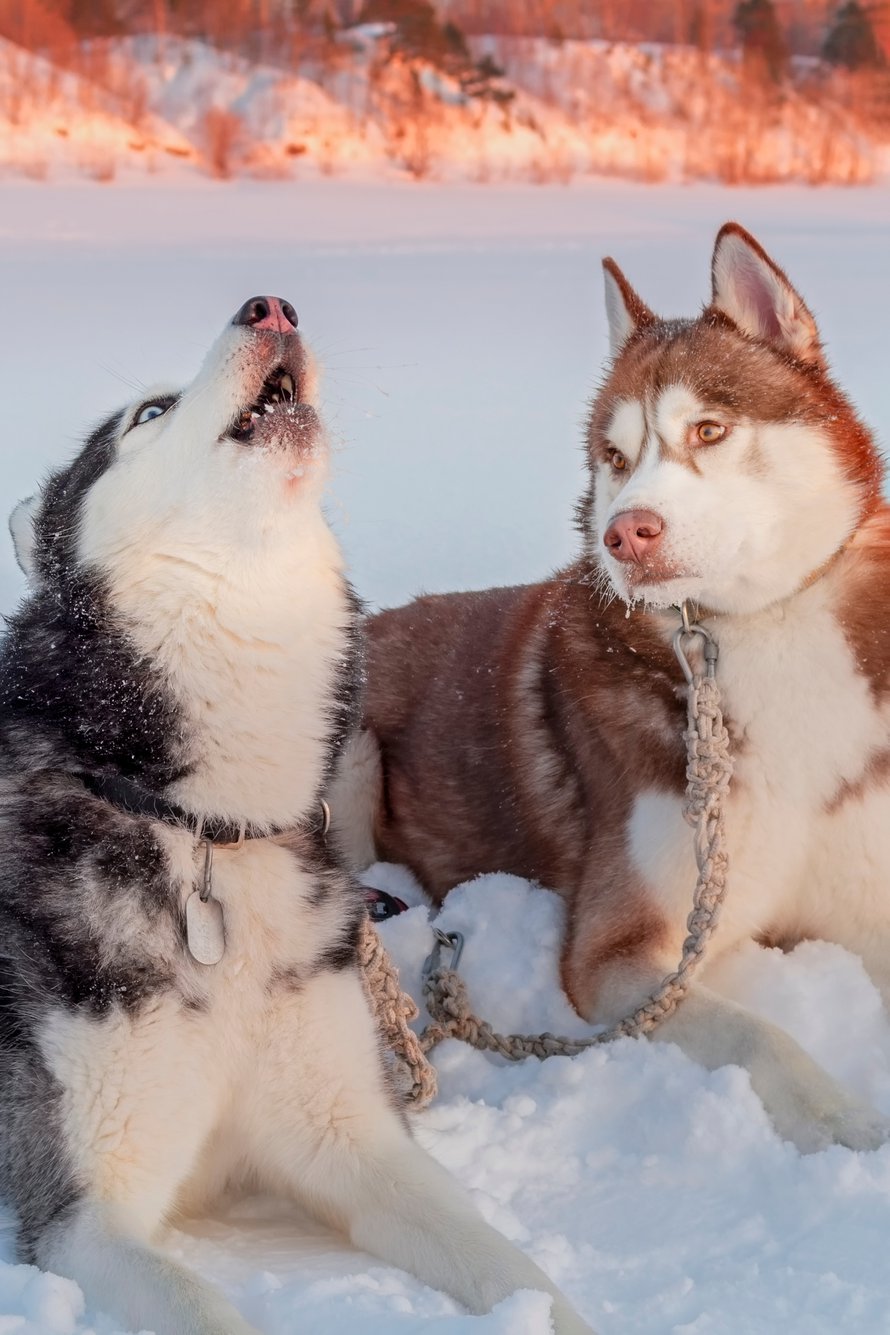 Tunnistatko itsesti kuvasta? Kuva: <span class="photographer">Shutterstock</span>