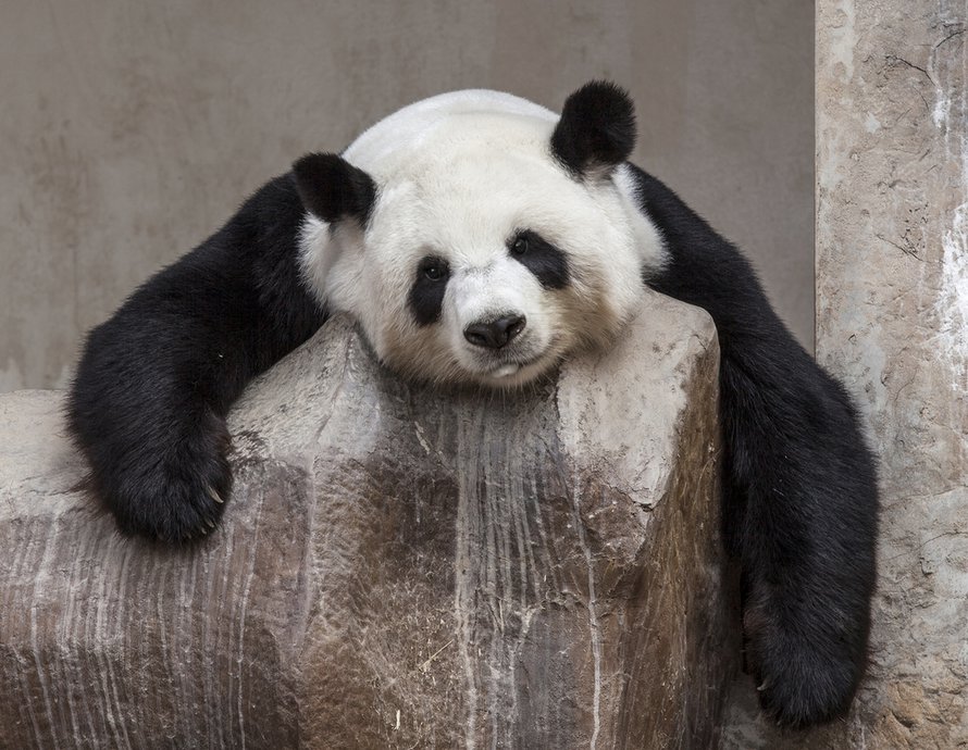 Oletko aamuisin kuin pandakarhu ja liian väsynyt noustaksesi ylös? Taikasana on ikigai. Kuva: <span class="photographer">Shutterstock</span>