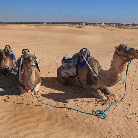 Tunisiassa pääsee halutessaan ratsastamaan kamelillakin.