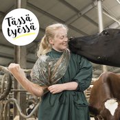Katri Nevanperä työskentelee kesäisin ja muulloinkin kahden kunnaneläinlääkärin sijaisena Kauhavalla. ”Lehmien kanssa on helppo työskennellä. Ne ovat uteliaita eivätkä ota helposti nokkiinsa.”