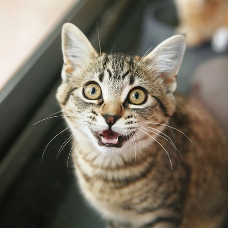 ”Miau! Etkö sinä pöhkö ihminen nyt ymmärrä?” Kuva: <span class="photographer">Shutterstock</span>