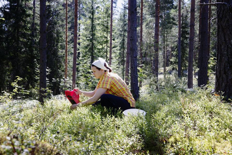 Ikävä kyllä, myös punkit viihtyvät mustikkametsässä.