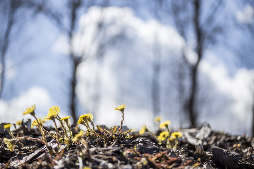Luonto herää, mutta sinulla on silti lupa käpertyä peiton alle. Kuva: <span class="photographer">Shutterstock</span>