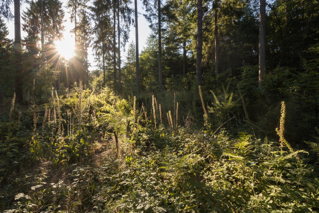 Maanomistajan lupa riittää tuhkien sirottelemiseen, jos ei halua muistomerkkiä.