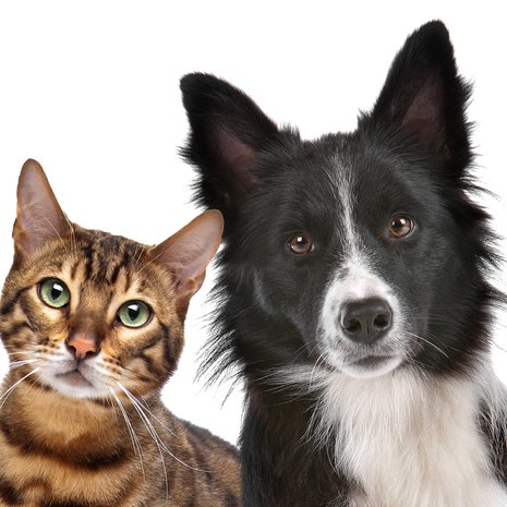 Niin suloisia, mutta kumpi onkaan parempi ystävä? Kuva: <span class="photographer">Shutterstock</span>
