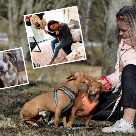 Peppi-Lotta (vas.), Minni (ylh.), Elsi ja Niilo ovat kaikki ulkomailta tuotuja rescuekoiria.