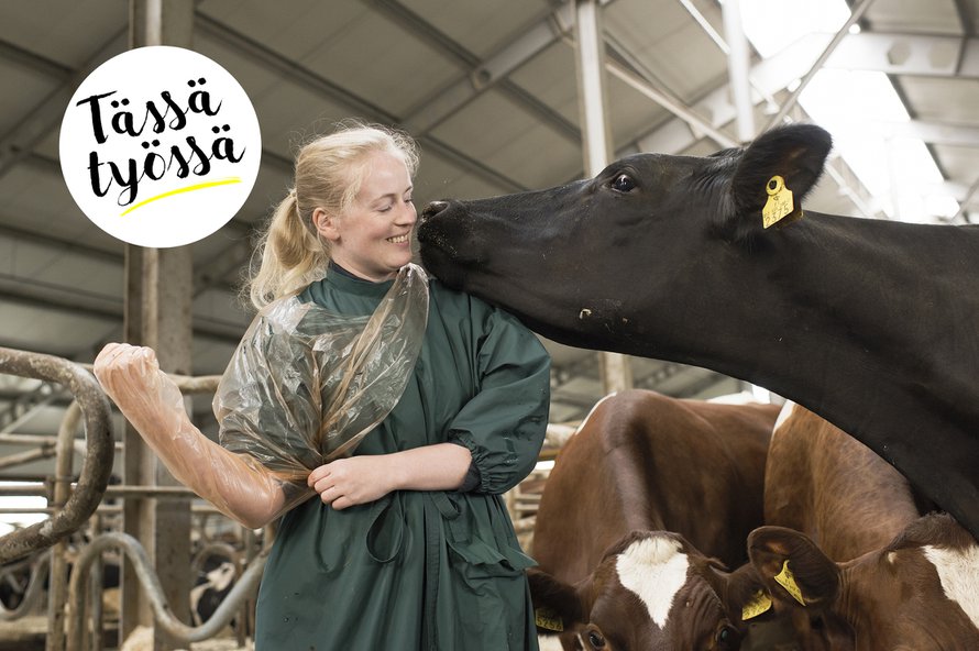 Katri Nevanperä työskentelee kesäisin ja muulloinkin kahden kunnaneläinlääkärin sijaisena Kauhavalla. ”Lehmien kanssa on helppo työskennellä. Ne ovat uteliaita eivätkä ota helposti nokkiinsa.”