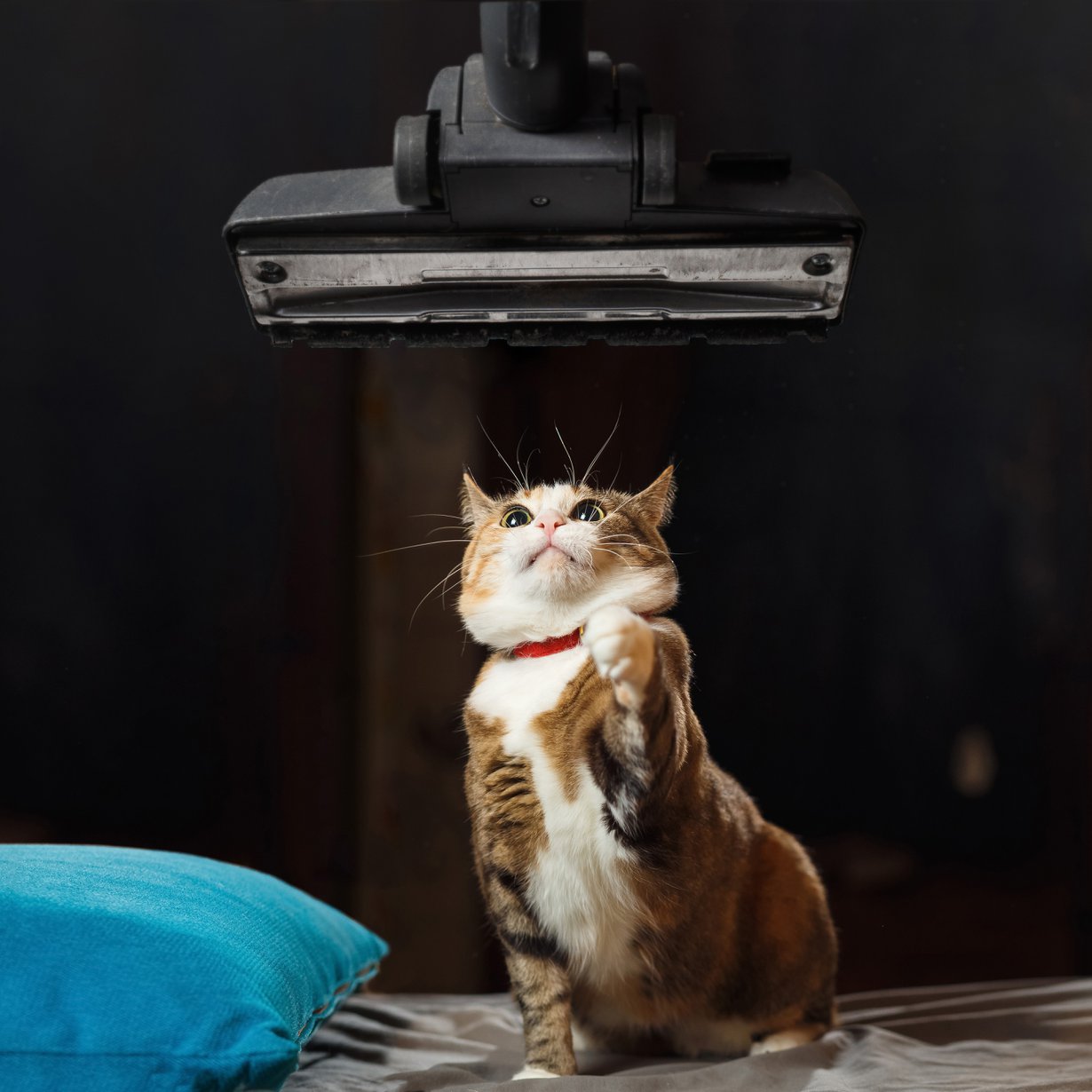 Älä imuroi kissaa, vaan keskity eteiseen! Kuva: Shutterstock