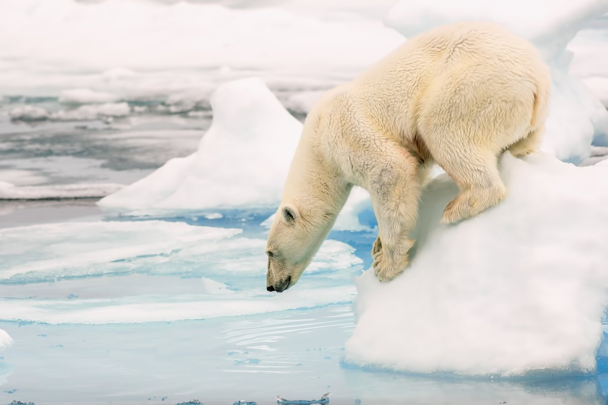 Kun vartalossa on hieman rasvaa, vedessä ei palele niin kovasti. Kuva: Shutterstock
