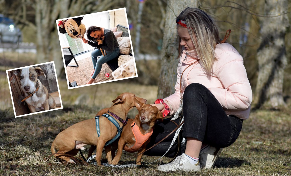 Peppi-Lotta (vas.), Minni (ylh.), Elsi ja Niilo ovat kaikki ulkomailta tuotuja rescuekoiria.