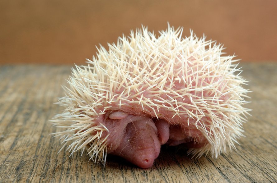 Kuva: <span class="photographer">Shutterstock </span>