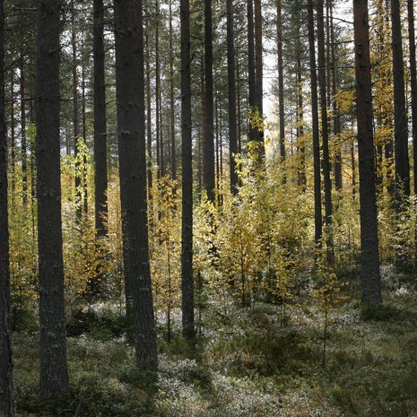 Jo luontokuvien katsominen tekee hyvää, mutta parhaiten luonto toimii paikan päällä koettuna.