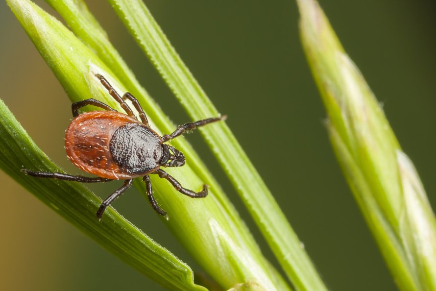 Kuva: <span class="photographer">Shutterstock</span>